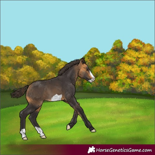 Horse Color:Buckskin Frame 