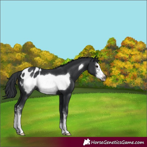 Horse Color:Black Sabino Frame Appaloosa 