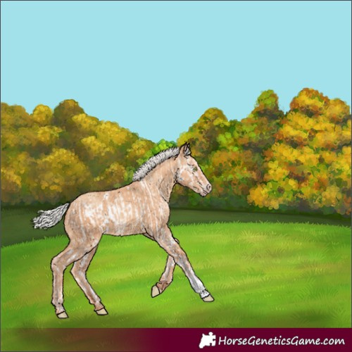 Horse Color:Silver Amber Champagne Dun Splash Frame and Silver Amber Champagne