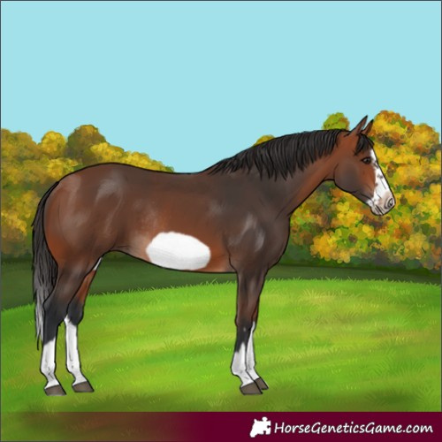 Horse Color:Bay Splash Frame Rabicano 