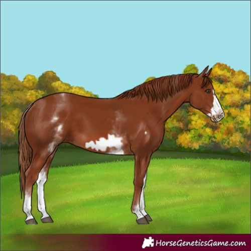 Horse Color:White Spotted Chestnut Frame 