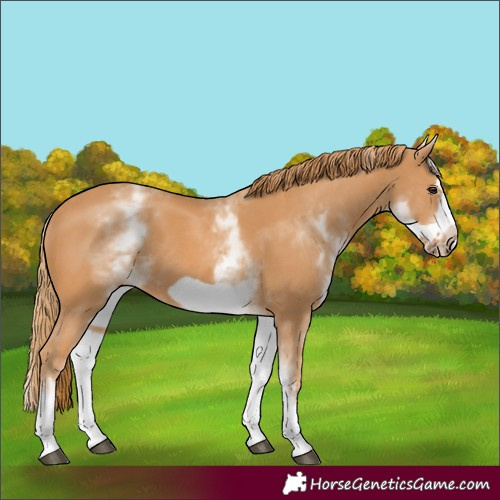 Horse Color:White Spotted Chestnut Frame