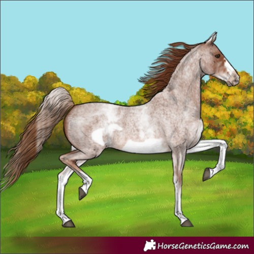 Horse Color:White Spotted Red Roan Frame 