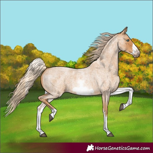 Horse Color:White Spotted Red Roan Frame 