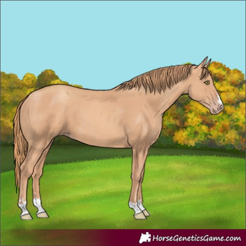 Horse Color:Gold Champagne 