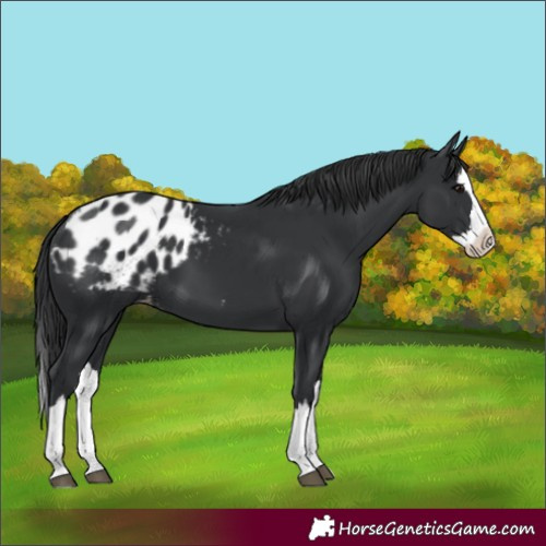 Horse Color:Black Splash Appaloosa 