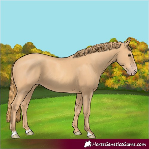 Horse Color:Gold Champagne