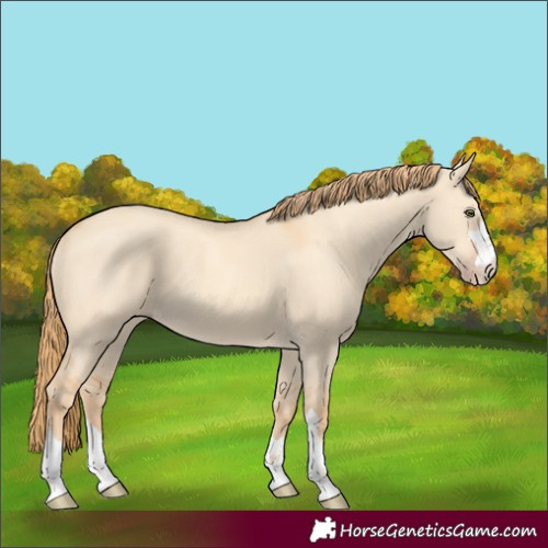 Horse Color:Gold Champagne Dun 