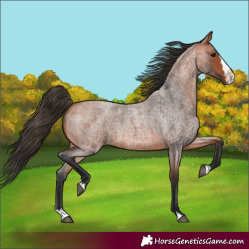 Horse Color:Bay Roan Splash