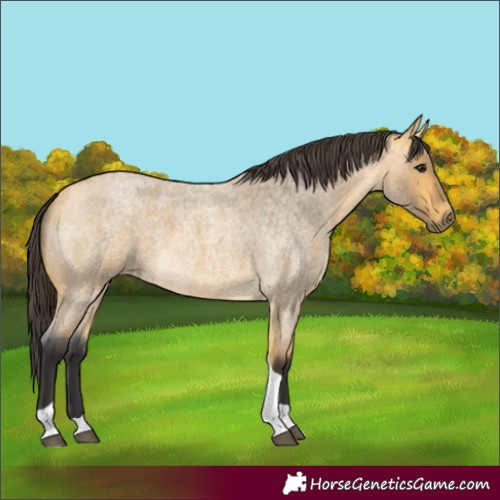 Horse Color:Buckskin Roan Tobiano