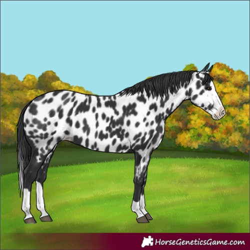 Horse Color:Black Splash Appaloosa 