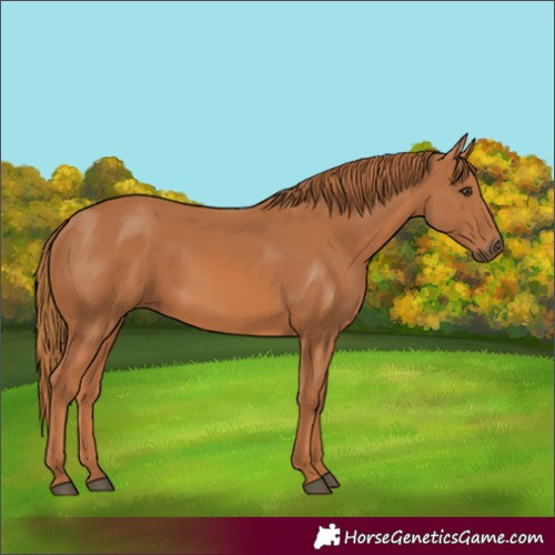 Horse Color:Chestnut 