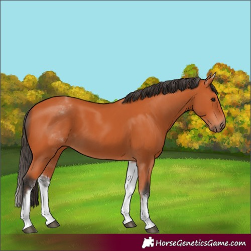 Horse Color:White Spotted Bay