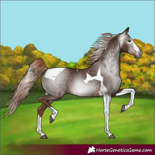 Horse Color:Gray Chestnut Splash Tobiano