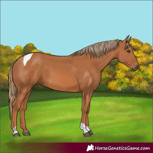 Horse Color:Chestnut Tobiano Rabicano