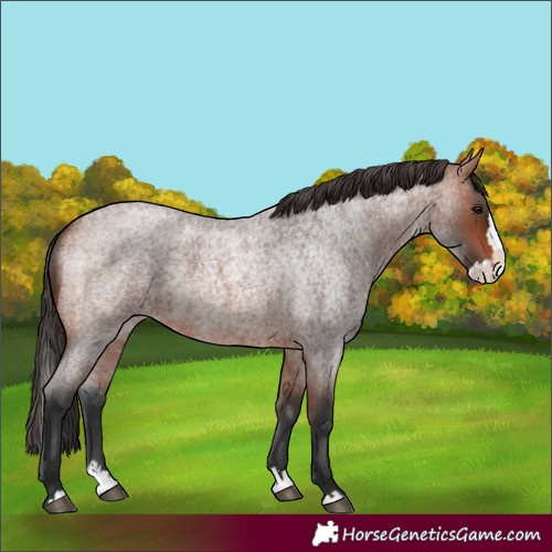 Horse Color:Bay Roan Splash 