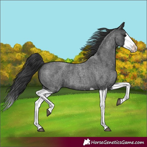 Horse Color:Blue Roan Splash 
