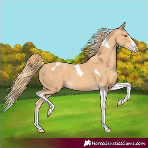 Horse Color:Gold Champagne Splash Tobiano 