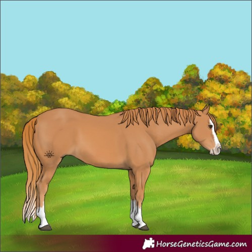 Horse Color:Chestnut Splash 