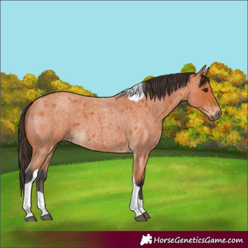 Horse Color:Bay Roan Tobiano 