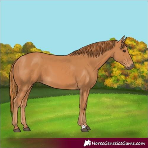 Horse Color:Chestnut 