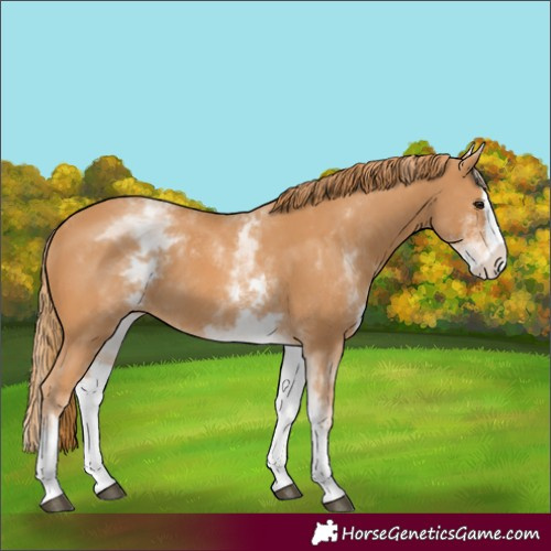 Horse Color:White Spotted Chestnut Splash 
