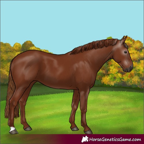Horse Color:Gray Chestnut