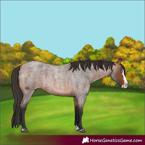 Horse Color:Bay Roan Splash 