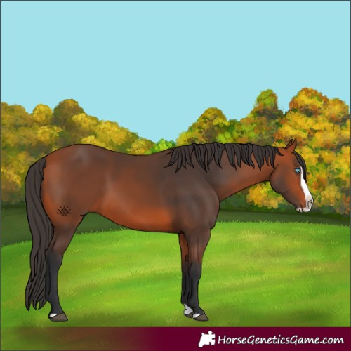 Horse Color:Bay Splash 