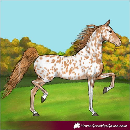 Horse Color:Chestnut Tobiano Near Leopard