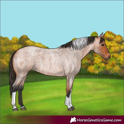 Horse Color:Bay Roan Tobiano