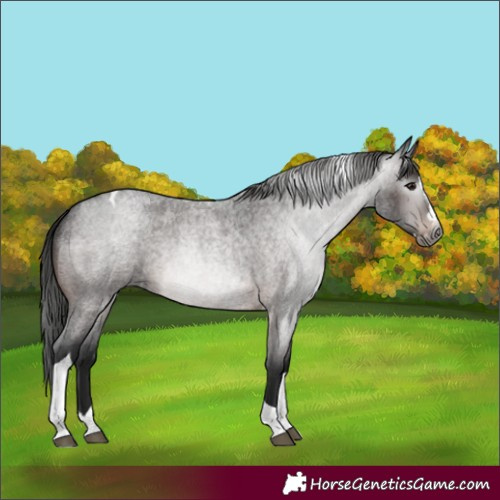 Horse Color:Gray Bay Roan Splash Tobiano