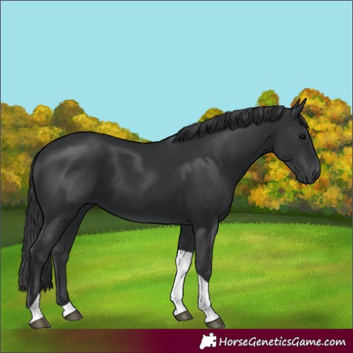 Horse Color:Black Tobiano 