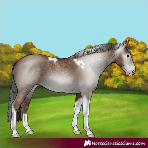 Horse Color:Gray Classic Champagne Tobiano 