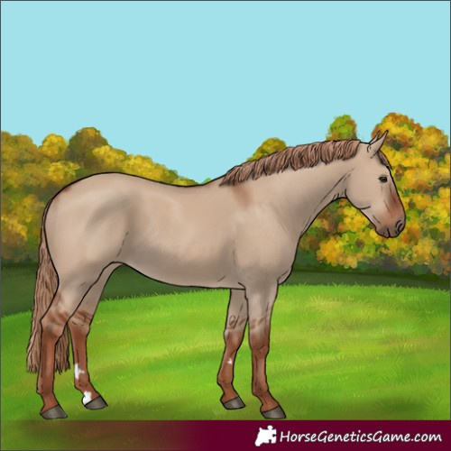 Horse Color:Red Dun