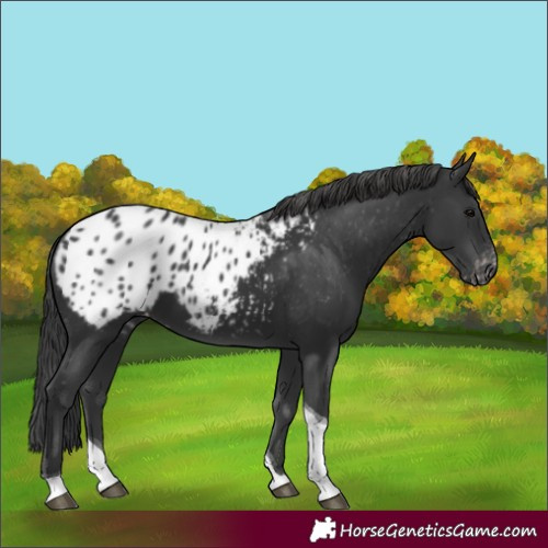 Horse Color:Black Tobiano Appaloosa