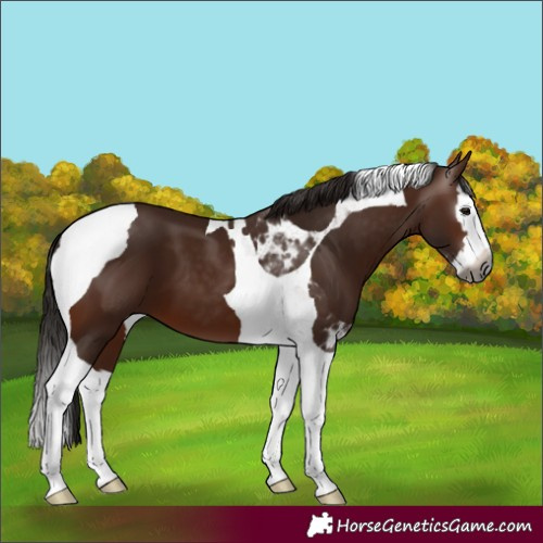 Horse Color:Gray Bay Splash Tobiano 