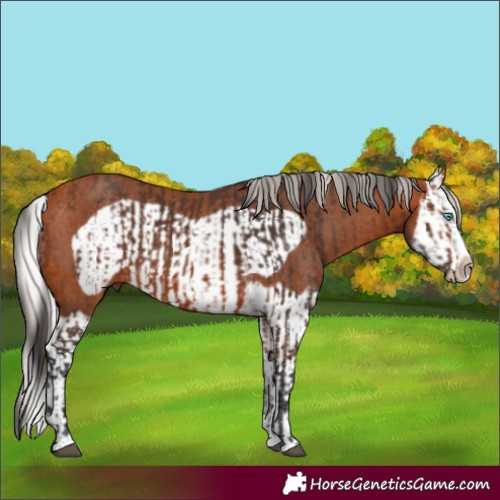 Horse Color:Bay Splash Frame Rabicano  and Silver Bay Splash Frame Rabicano 