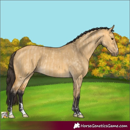 Horse Color:Buckskin Dun  and Buckskin Dun 