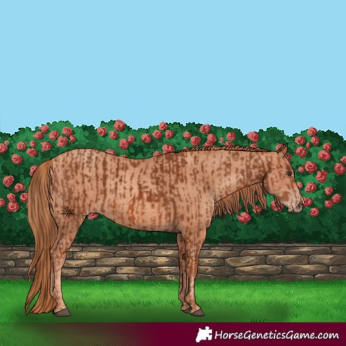 Horse Color:Chestnut  and Gold Champagne 