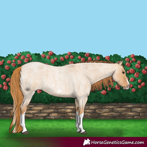 Horse Color:Red Dun Roan Splash Frame Rabicano