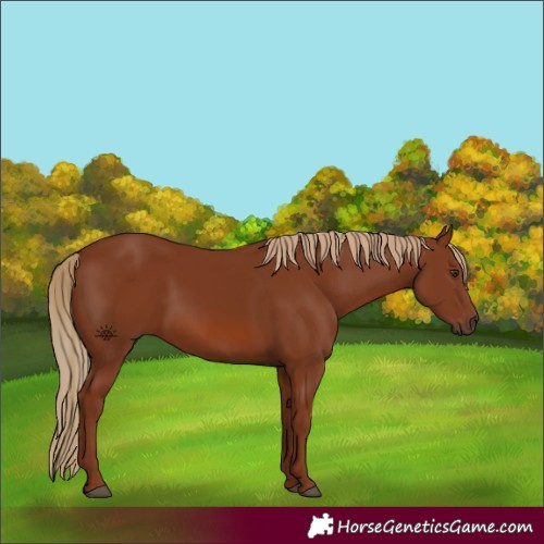 Horse Color:Chestnut 