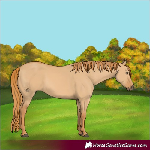 Horse Color:Red Dun