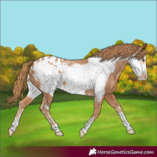 Horse Color:Chestnut Frame Blanket 
