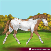 Horse Color:Chestnut Frame Appaloosa 