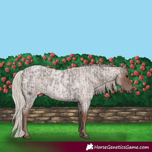 Horse Color:Silver Blue Roan  and Silver Blue Roan 