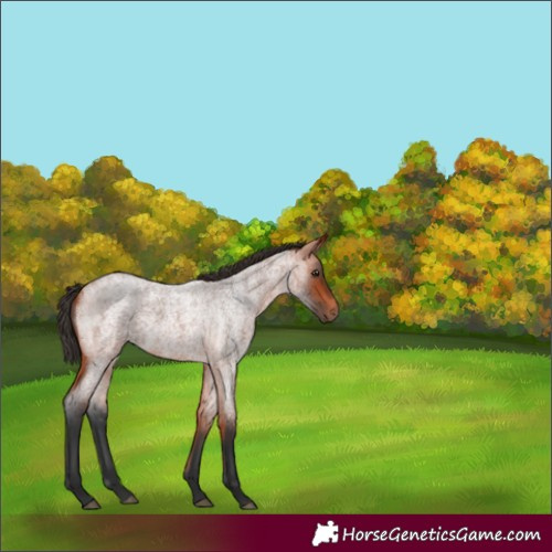 Horse Color:Unknown