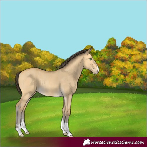 Horse Color:Amber Cream Champagne Dun Rabicano 