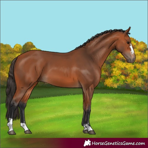 Horse Color:Bay 