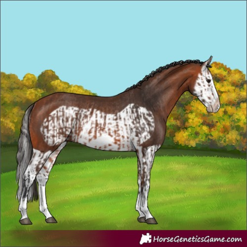 Horse Color:Bay Splash Frame Rabicano and Bay Splash Frame Rabicano